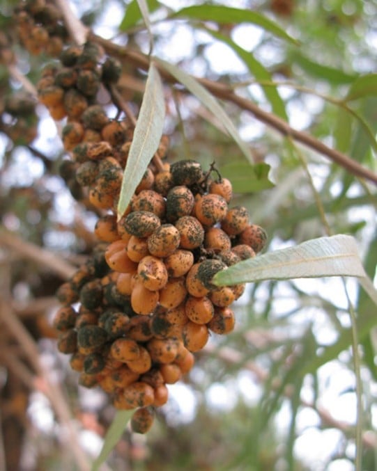 AFRICAN SUMAC (Rhus lancea)