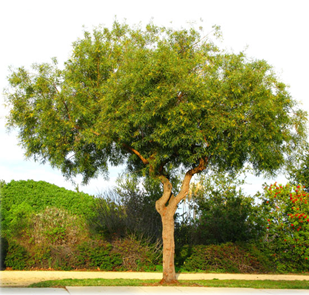 AFRICAN SUMAC (Rhus lancea)