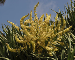 DRAGON TREE (Dracaena draco)