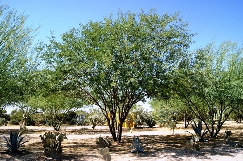 HONEY MESQUITE (Prosopis glandulosa)