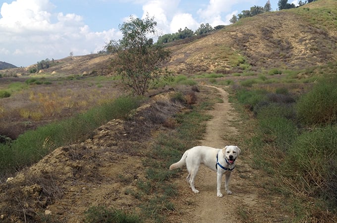 Hiking trail with dog.
