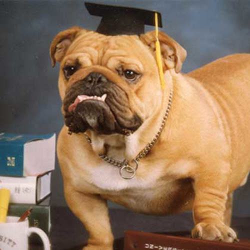 Live bulldog mascot Jasper poses for a photo wearing a graduate cap