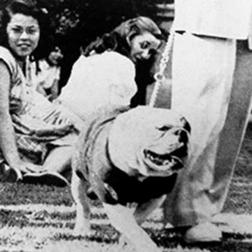 Live mascot Deacon walks in the grass on a leash