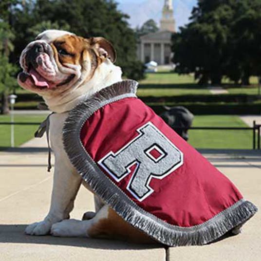 Addie - Bulldog posing seated with a University of Redlands maroon cape