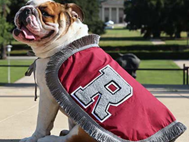 Addie - Bulldog posing seated with a University of Redlands maroon cape