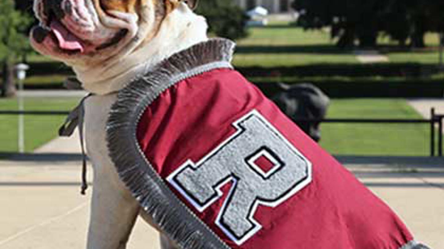 Addie - Bulldog posing seated with a University of Redlands maroon cape